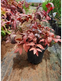 Cennet Bambusu (Nandina domestica)