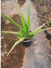 Aloe Vera Fidanı