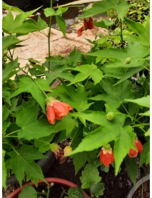 Çin Laterni Fidanı (Physalis alkekengi)